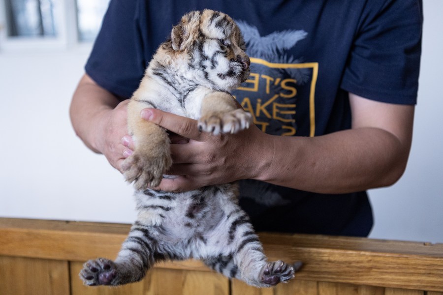 Over 30 Siberian tiger cubs born from end of February at Heilongjiang  breeding center (6) - People's Daily Online