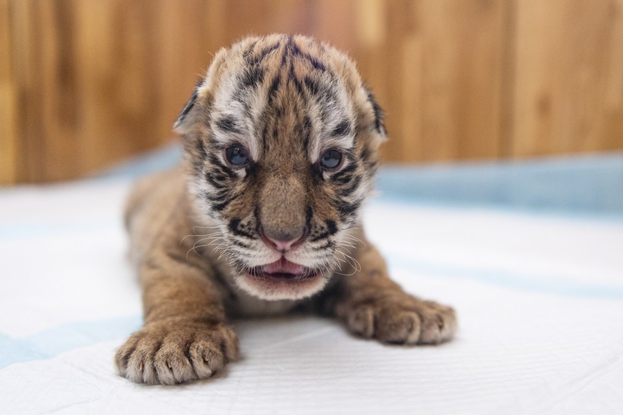 Five Newborn Siberian Tigers Make Public Appearance-Dahe.cn