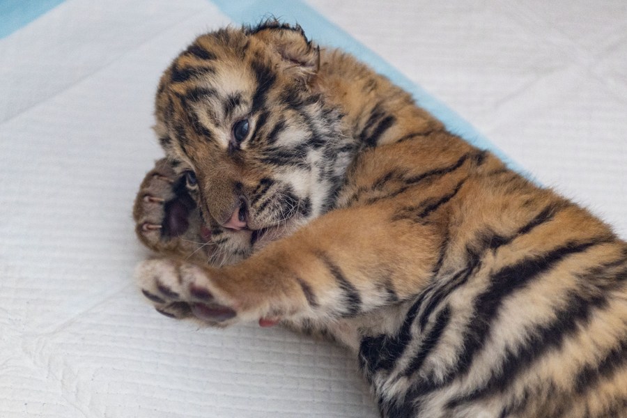 InPics: Over 10 newborn Siberian tiger cubs born in northeast China's  breeding base this year-Xinhua