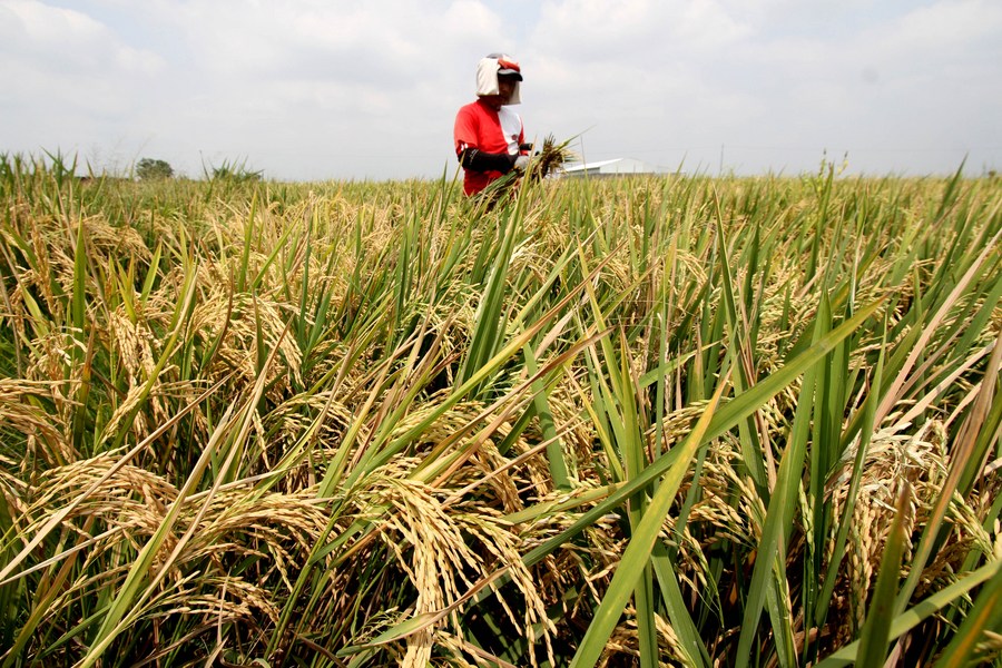 Asia Album: Rice Harvest Time In Indonesia's Central Java-Xinhua