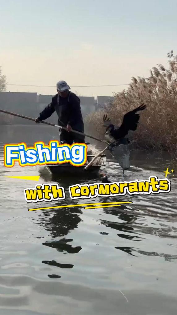 Fisherman hunts with cormorants in E China
