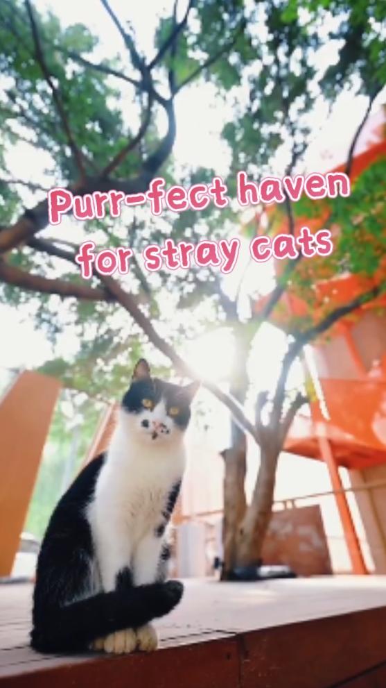 Purr-fect haven for stray cats in Chongqing, China