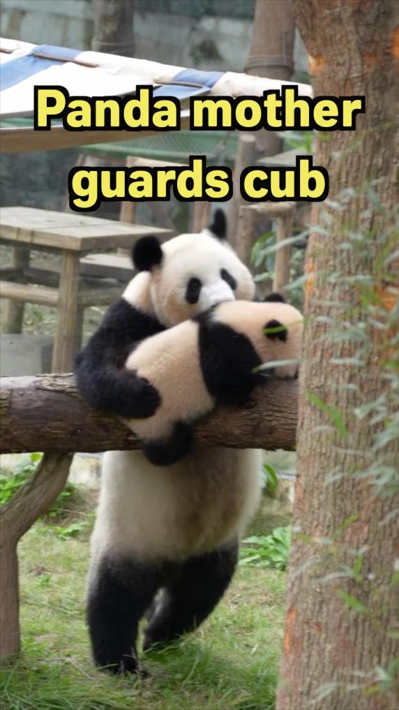 Panda mother guards cub at zoo in SW China