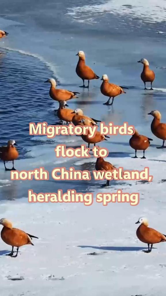 Migratory birds flock to north China wetland, heralding spring