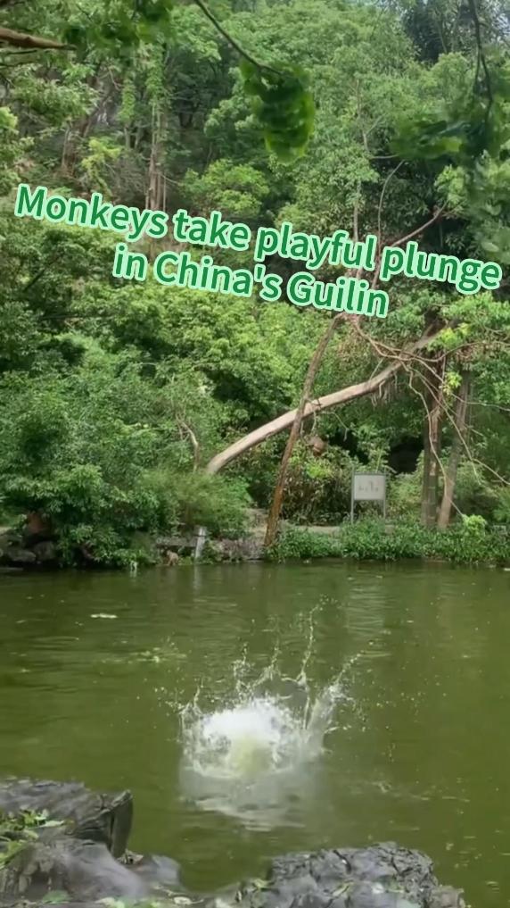 Monkeys take playful plunge in China's Guilin