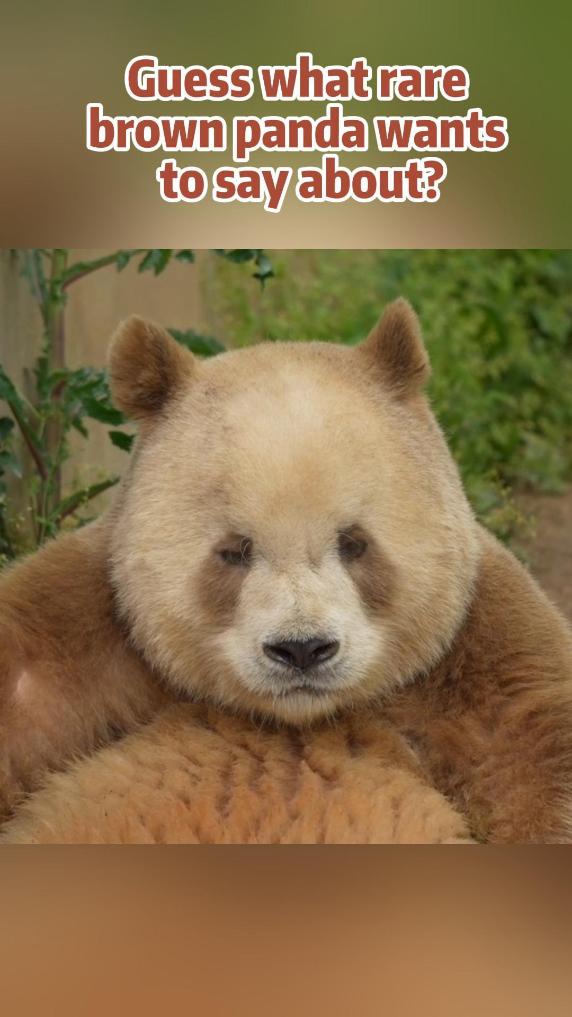 Receiving special voice message from rare brown panda