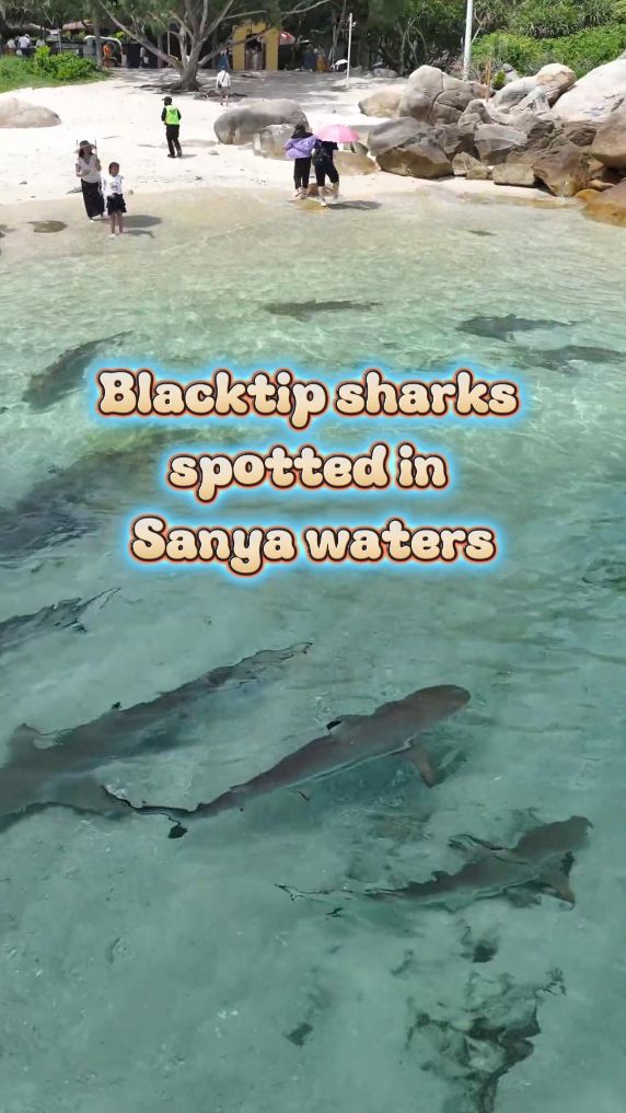 Blacktip sharks reappear off China's Wuzhizhou Island