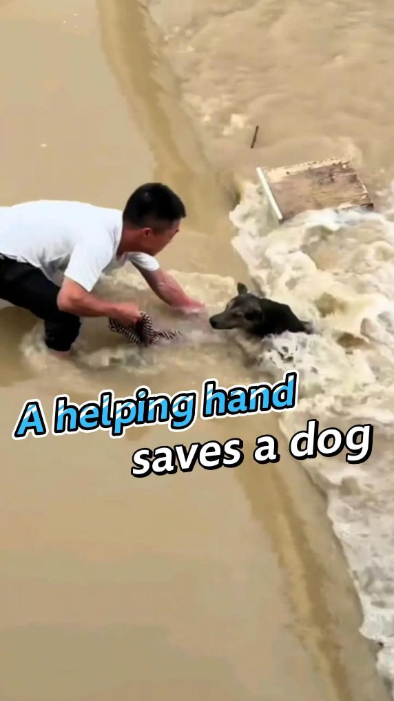 Passerby saves dog from strong current in China's Fujian