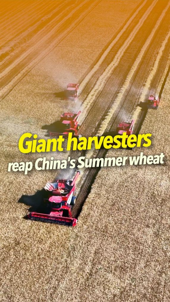 Giant harvesters reap China's summer wheat