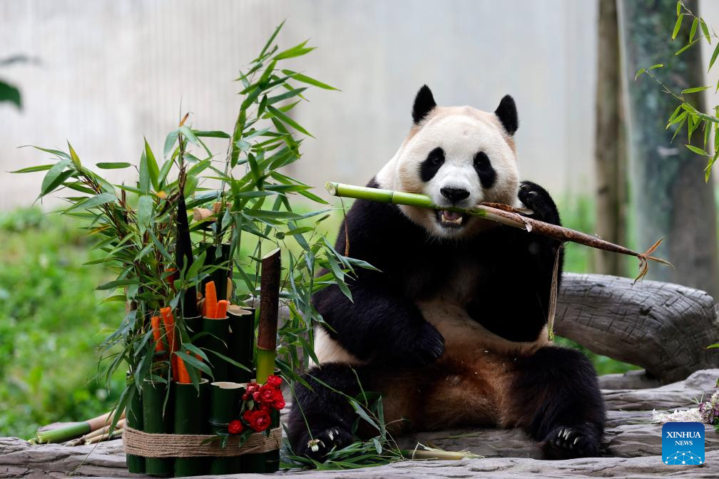 Giant panda star Fu Bao greets the public in southwest China-Xinhua