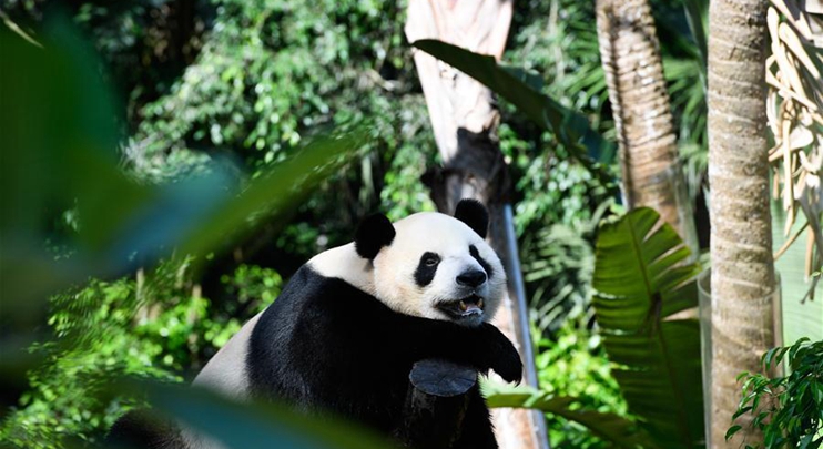 Special food and toys prepared for giant pandas during event to celebrate Int'l Children's Day